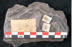 Foto (Detailansicht) von Calamites tenuifolius Ettingshausen (NHMW-GEO-2024-0188-10995)